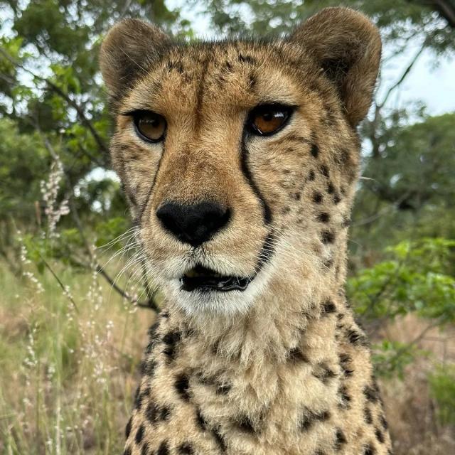Cheetah004.jpg