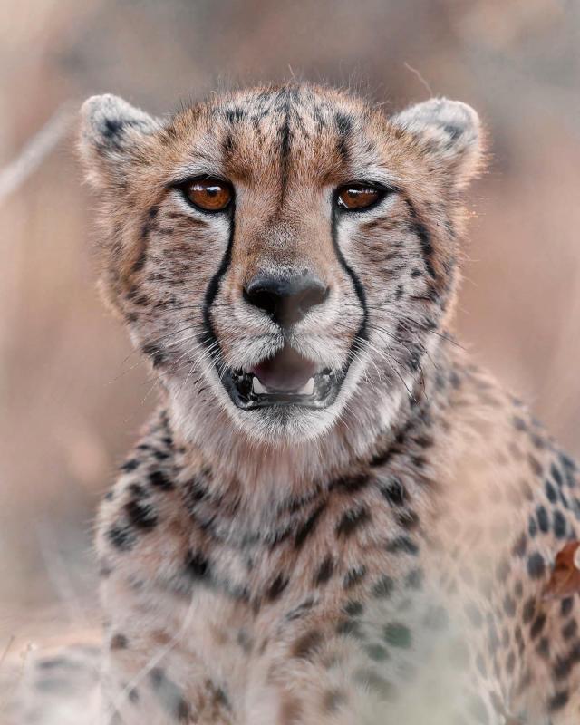 Cheetah030.jpg